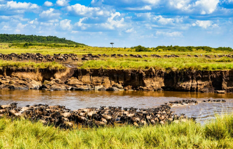 2 Nights - 3 Days Maasai Mara Safari - Platinum Package