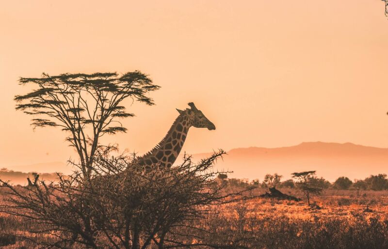 2 Nights - 3 Days Maasai Mara Safari - Bronze Package