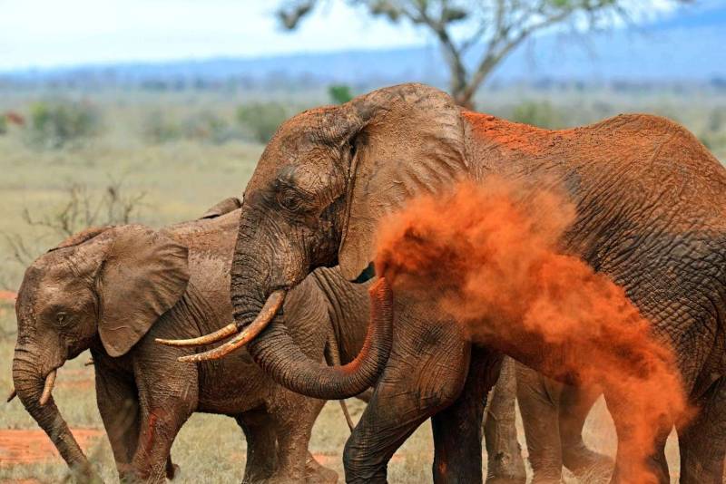 Wilderness And Wonder 6 Days Safari Tour