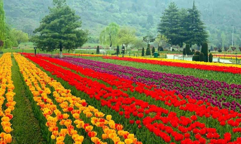 Kashmir Tulip Festival  Special: 5nights 6 Days