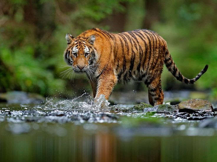 02 Nights / 03 Days Jim Corbett Tour