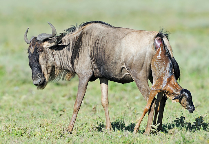 5 Days Of Ndutu Great Migration During Wildebeest Calving Season Tour