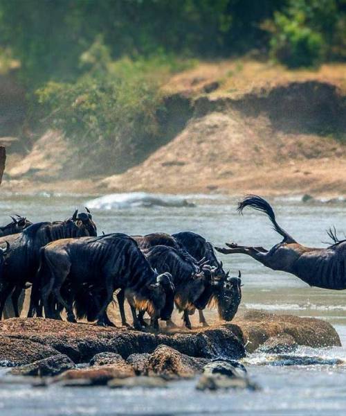 5 Day Ol Pejeta - Lake Nakuru - Masai Mara Safari Tour