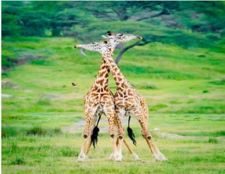 7Days Big Five Safari Adventure In Tanzania Tour