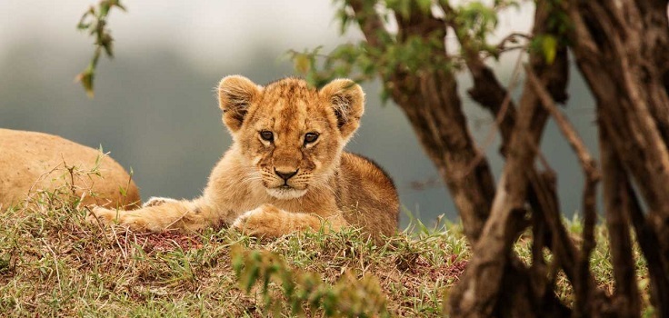 Nairobi To The Beach-2 Parks Safari Nairobi-Tsavo West-Tsavo East-Mombasa Beach Safari - 3 Days