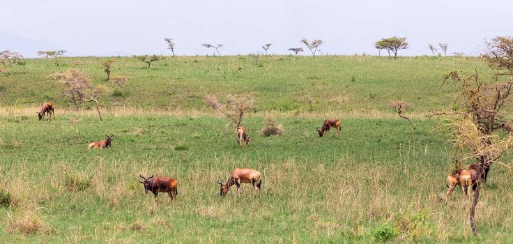 3 Day Masai Mara Private Safari Adventure In 4×4 Jeep Tour