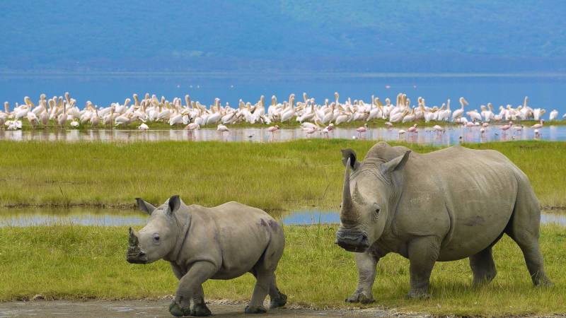5 Days 4 Nights Kenya Safari Tour