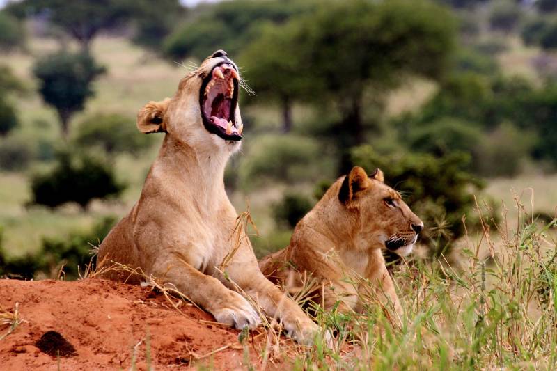 3 Days Safari - Tsavo East And Amboseli Tour