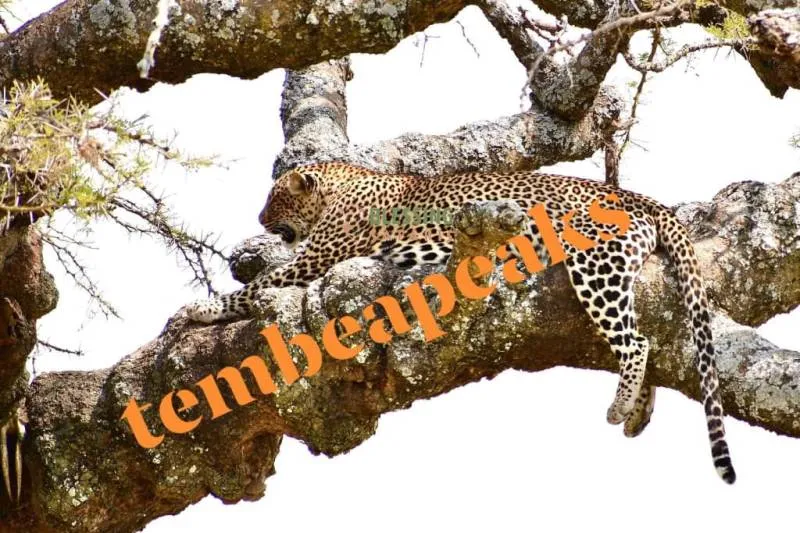 6 Days - 5 Nights Tanzania Safari Tour