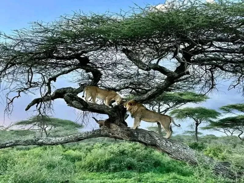 2 Day 1 Night Tanzania Tour