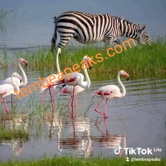 7 Night 8 Days Arusha  Safari