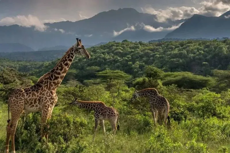 Sunset - Savannah Escape - 4 Days Tour