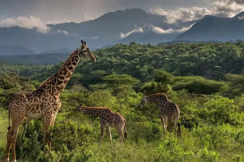 4 Night 5 Days Tanzania Classic Safari