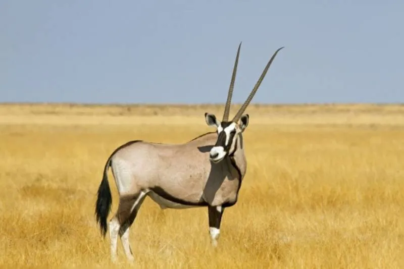 Safari Oryx 5-Day Adventure Tour