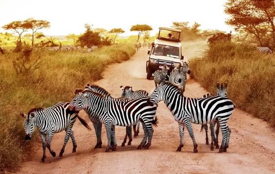 Classic Serengeti Endless Plains Wildlife Safari
