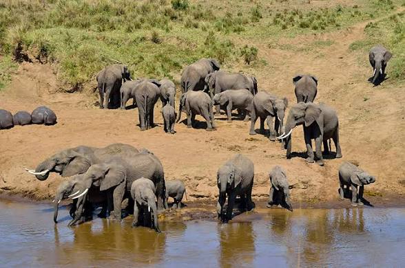 Tarangire Elephant Empire Safari Tour
