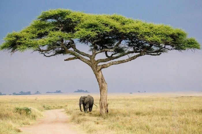 Serengeti 6 Days Safari Tour