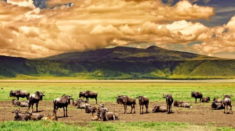 Ngorongoro Crater Private Day Tour