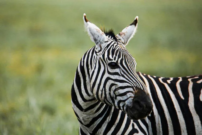 3-Day Northern Migration Safari - Tarangire And Ngorongoro Crater Tour