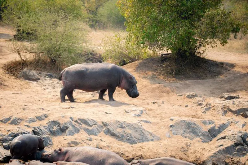 4 Days Serengeti And Ngorongoro Crater Mid-Range Lodge Tour