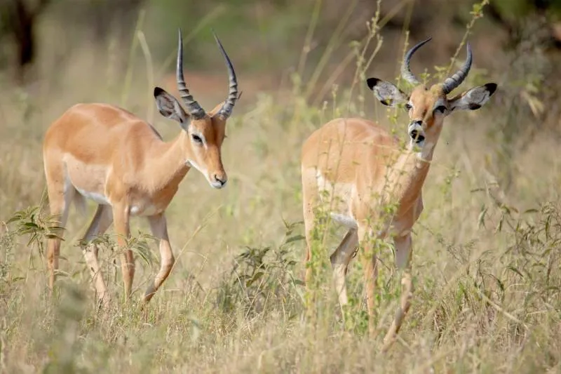 5 Days Lake Manyara - Serengeti And Ngorongoro Crater Lodge Tour