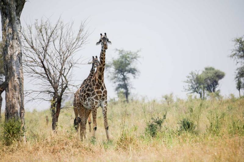 5 Day Tanzania Wildlife Mid-Range Lodge Safari Tour