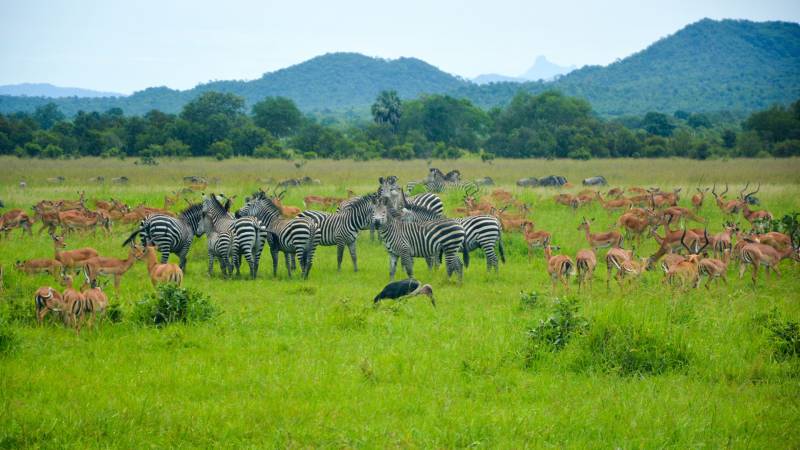 15-Day Tanzania Grand Safari Tour