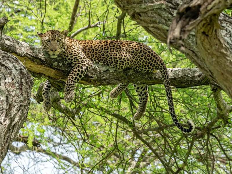 8 Days Tanzania Safari Tour