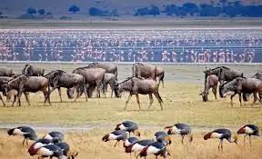 Explore Ngorongoro Crater 5 Days Tour