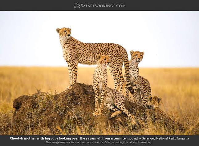 3-Day Best of Serengeti & Ngorongoro Crater Safari
