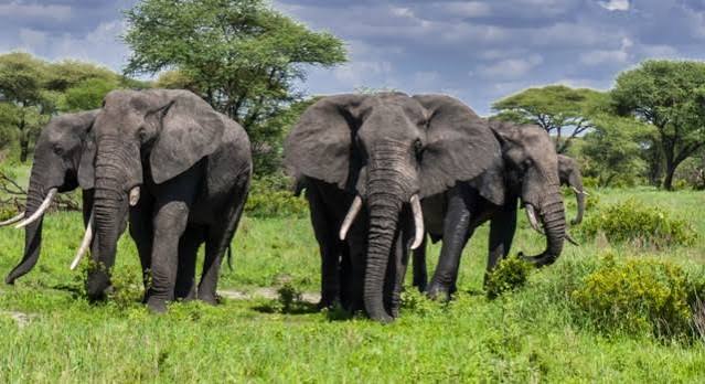 2-Day Best of Tarangire & Ngorongoro Safari