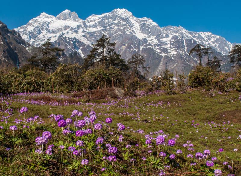 Beauty Of North Sikkim Tour With Yumthung Valley