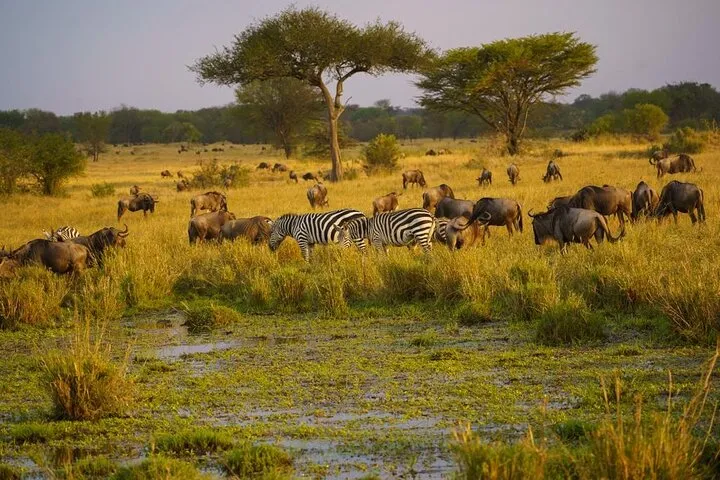 3 Days And 2 Nights Wildlife Experience At Ol Pejeta Conservancy