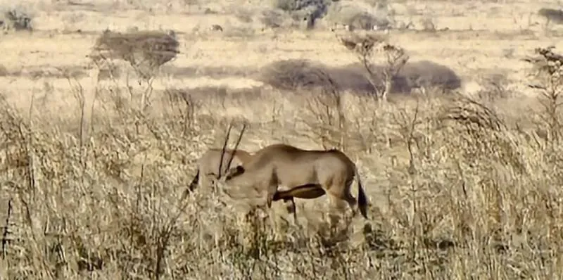 4D Safari Tarangire - Serengeti - Ngorongoro - Lake Manyara From Arusha