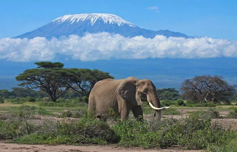 3 Days Safari Tsavo East - Amboseli National Park Tour