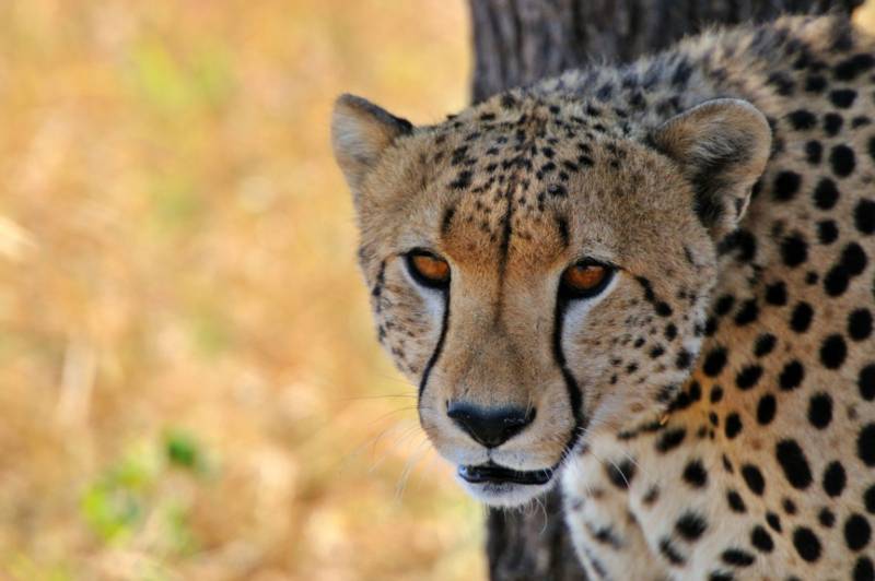 5 Days - 4 Nights Tanzania Safari Tour