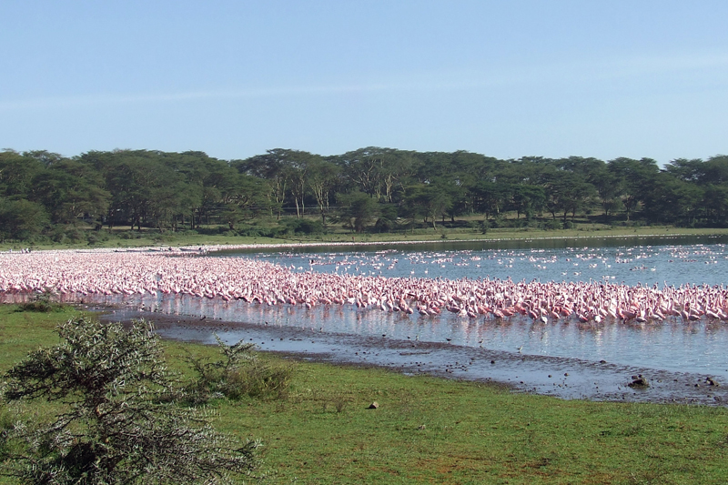 10 Days - 9 Nights Kenya Wildlife Safari Tour