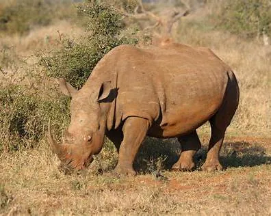 07 Nights  08 Days Mount Kenya- Lake Nakuru- Maasai Mara - Mombasa Honeymoon Package