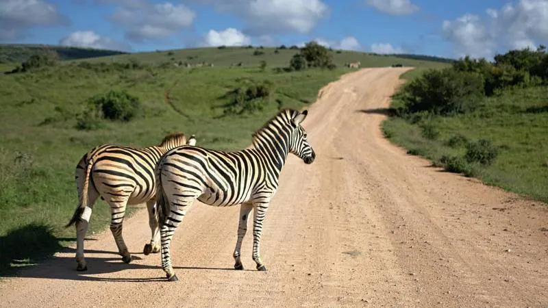 Amboseli - Tsavo West - Tsavo East - Holiday Safari Tour