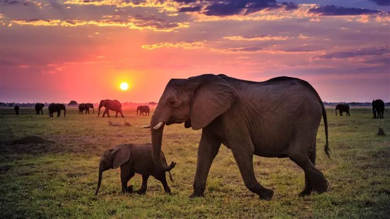 Nairobi - Maasai Mara - Nairobi Tour