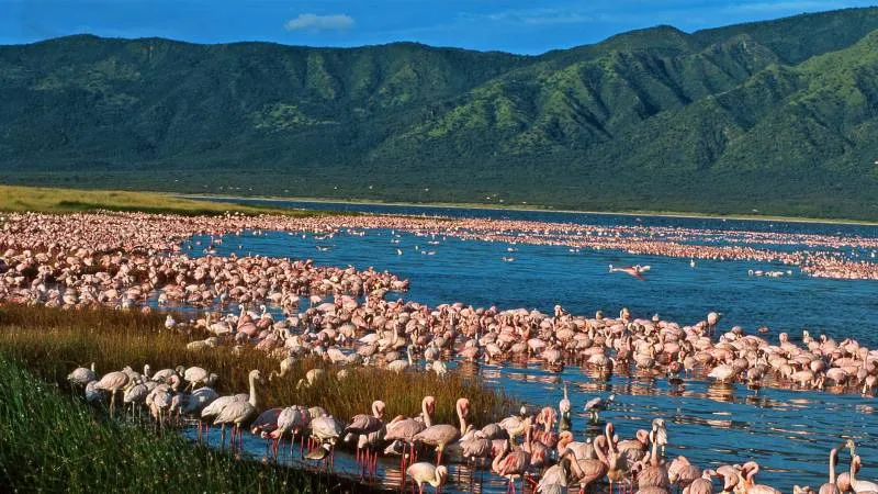Road Package - Lake Bogoria - Lake Baringo - Lake Nakuru - Masaai Mara - Nairobi