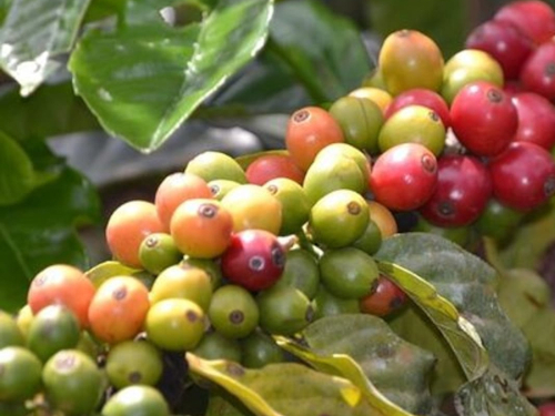 Kenya Coffee Tour In Fairview