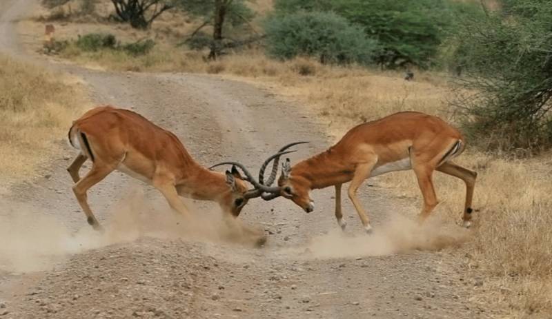Nairobi National Park - David Sheldrick Day Tour