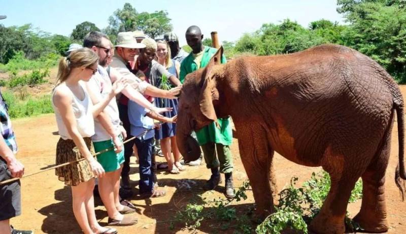 Nairobi National Park - David Sheldrick - Giraffe Centre Tour