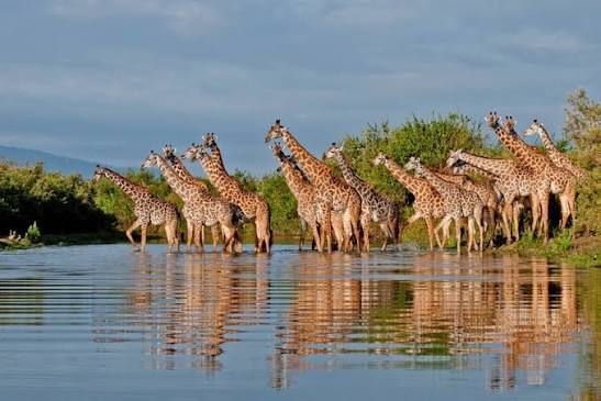 Nyerere National Park Safari Experience 4 Days - 3 Nights Private Safari Package