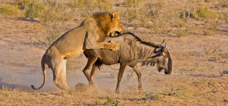 5 Days Amboseli - Masai Mara Air Package