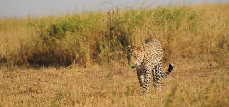 4 Days Masai Mara Air Safari Tour