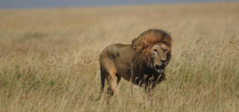 3 Days Masai Mara Air Safari Tour