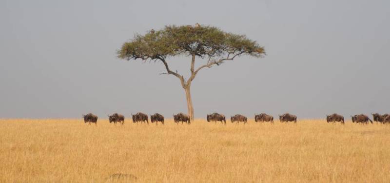 3 Days Masai Mara Classic Safari Tour