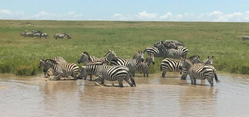 4 Days Lake Nakuru And Masai Mara Budget Adventure Safari Tour